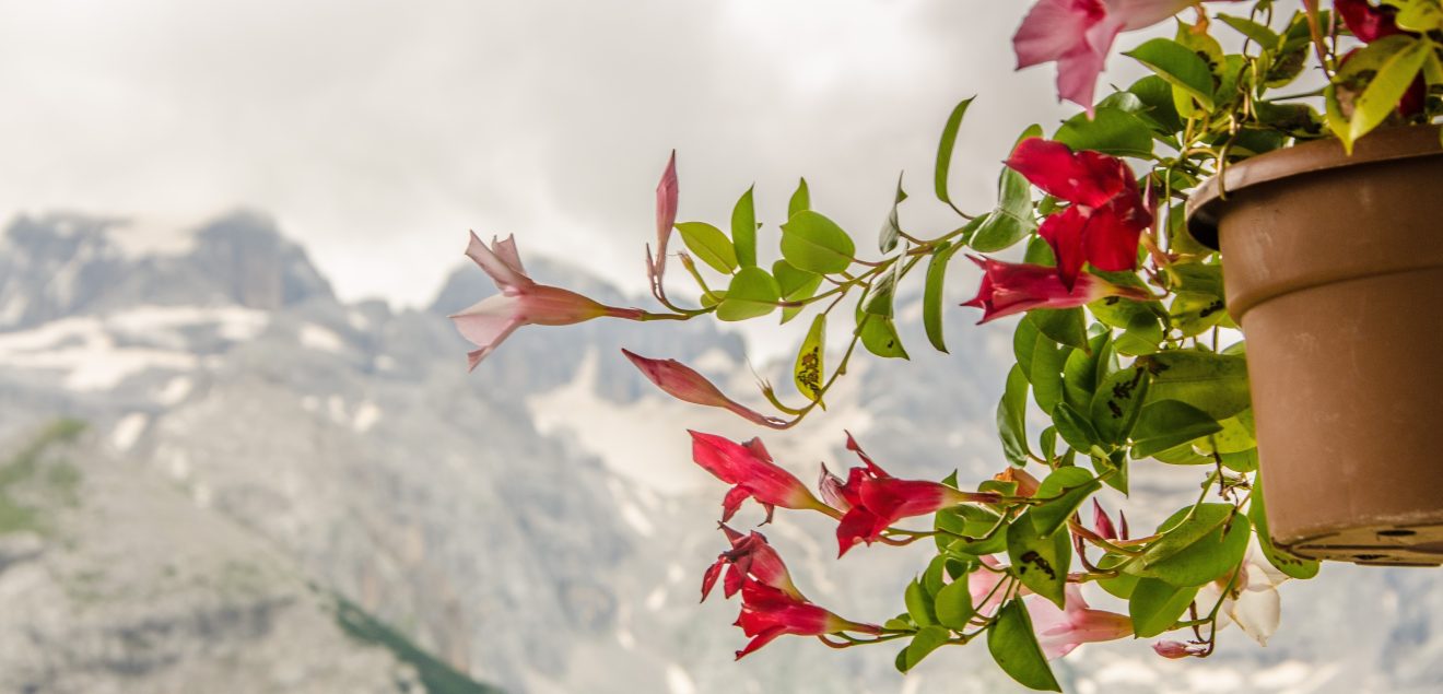 Anticipo di primavera